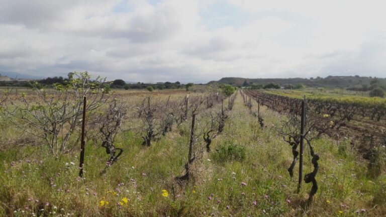 Terreno agricolo 2340 mq, fronte strada – Rif. MO57 –